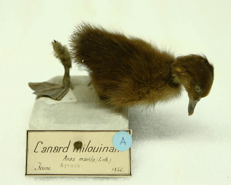animal naturalisé : oiseau : Fuligule milouinan