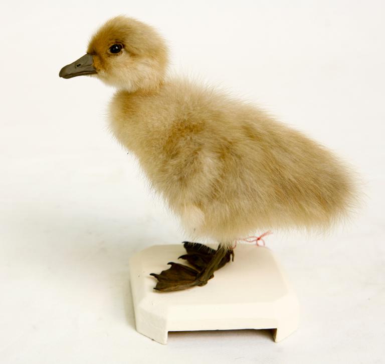 animal naturalisé : oiseau : Oie cendrée