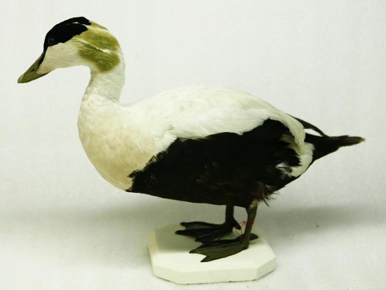 animal naturalisé : oiseau : Eider à duvet