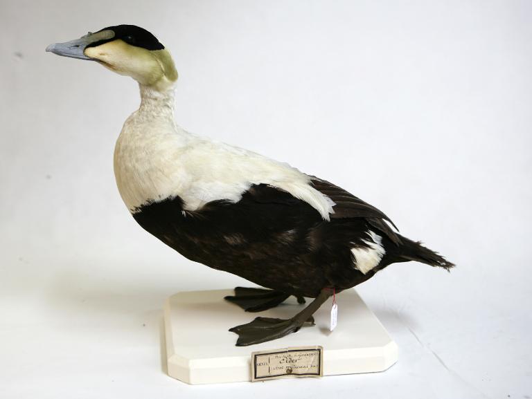 animal naturalisé : oiseau : Eider à duvet