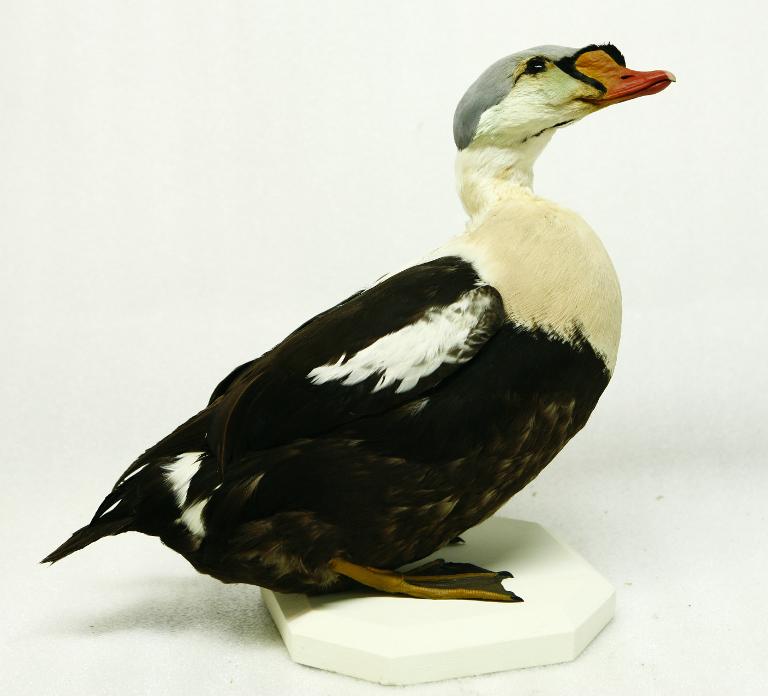 animal naturalisé : oiseau : Eider à tête grise