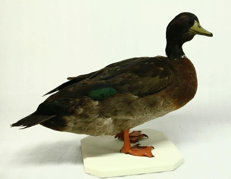 animal naturalisé : oiseau : hybride de canard sauvage et musqué
