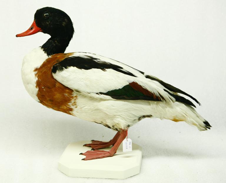 animal naturalisé : oiseau : Tadorne de Belon