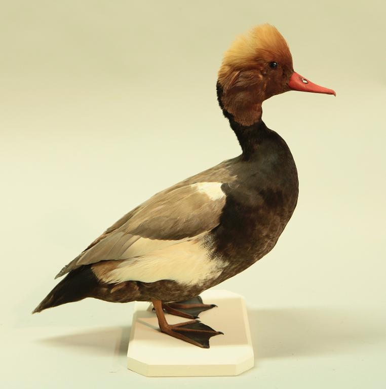 animal naturalisé : oiseau : Nette rousse