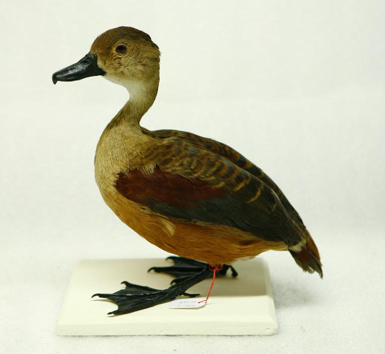 animal naturalisé : oiseau : Dendrocygne siffleur