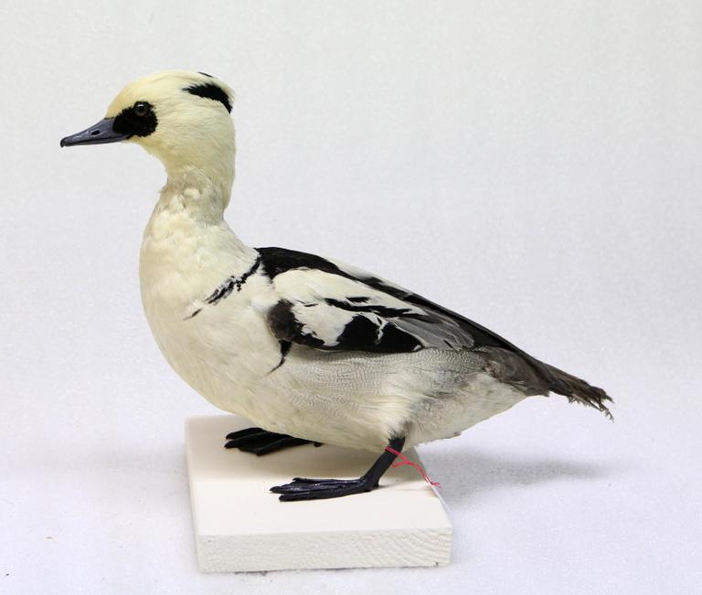 animal naturalisé : oiseau : Harle piette