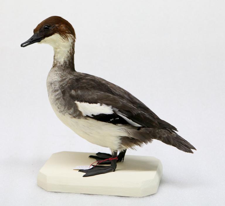 animal naturalisé : oiseau : Harle piette