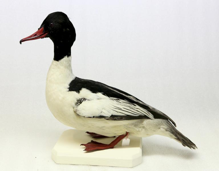 animal naturalisé : oiseau : Harle bièvre