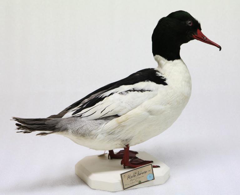 animal naturalisé : oiseau : Harle bièvre