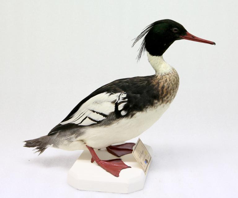 animal naturalisé : oiseau : Harle huppé