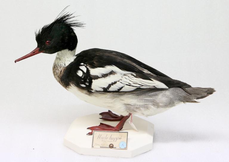 animal naturalisé : oiseau : Harle huppé