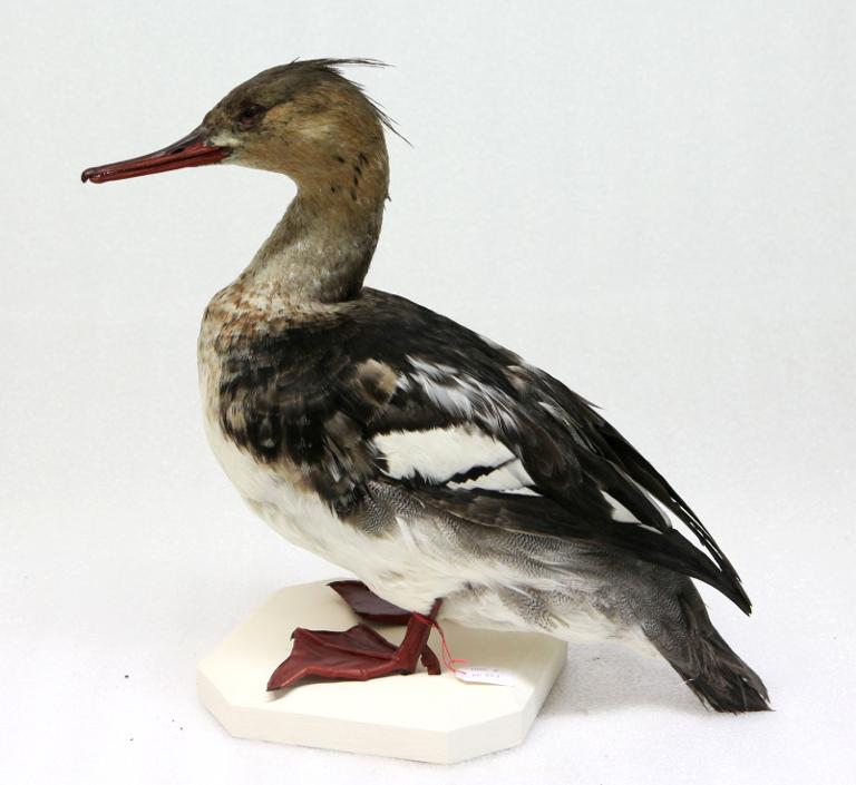 animal naturalisé : oiseau : Harle huppé