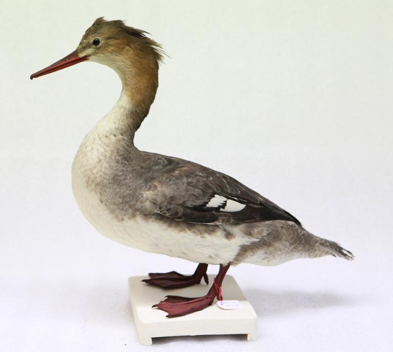 animal naturalisé : oiseau : Harle huppé