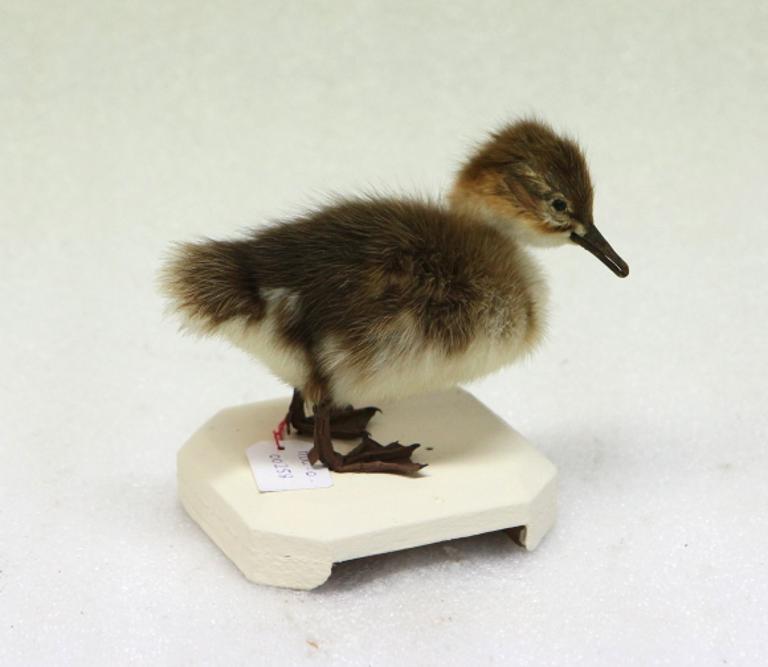 animal naturalisé : oiseau : Harle huppé