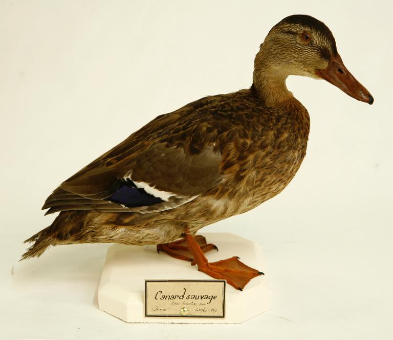 : oiseau : Canard colvert