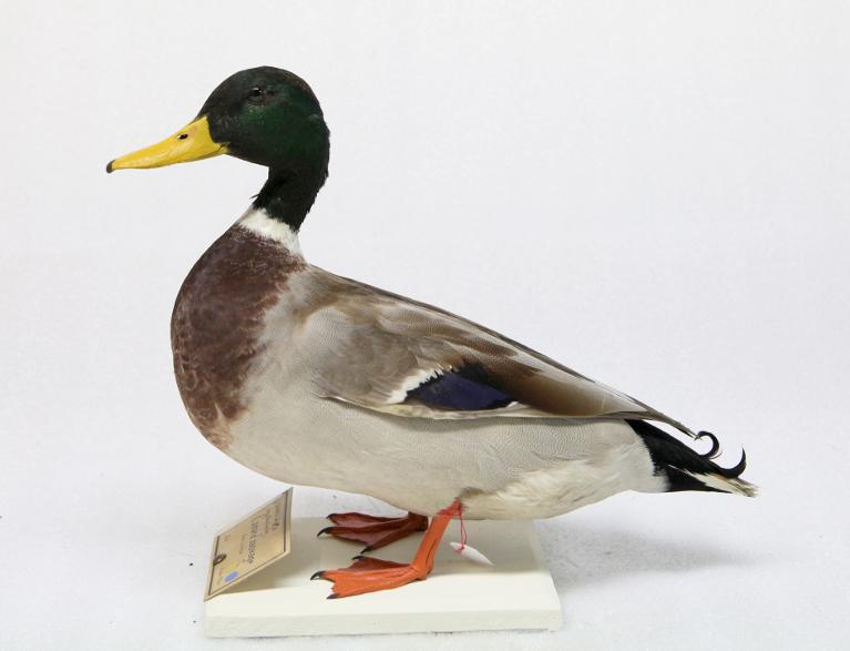 : oiseau : Canard colvert