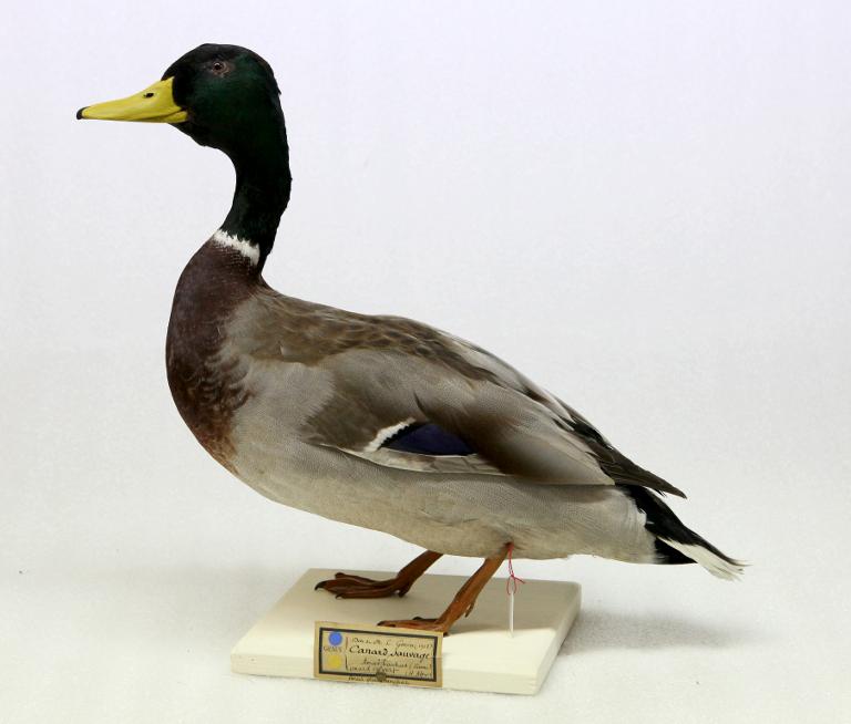 animal naturalisé : oiseau : Canard colvert