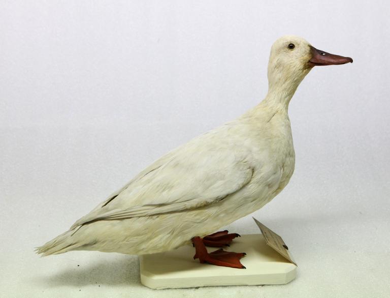 animal naturalisé : oiseau : Canard colvert