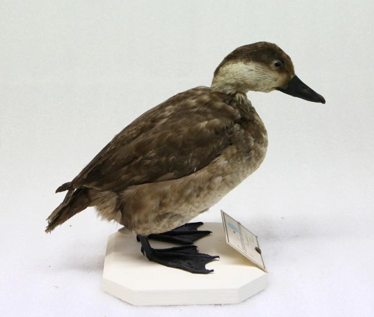 animal naturalisé : oiseau : Macreuse noire