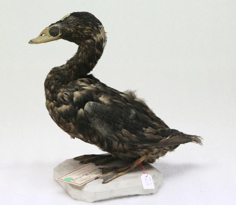 : oiseau : Macreuse à lunettes