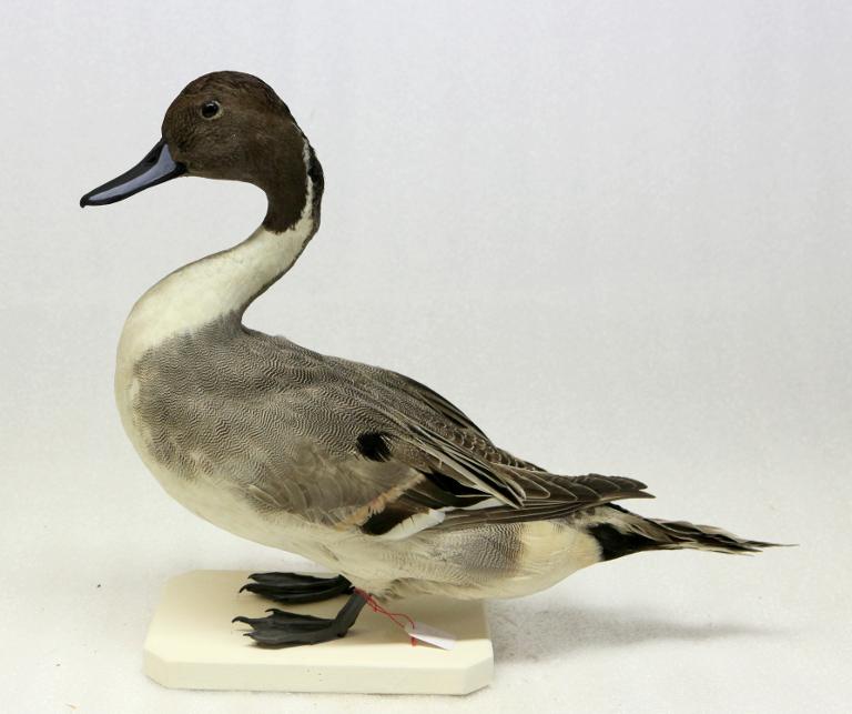 : oiseau : Canard pilet