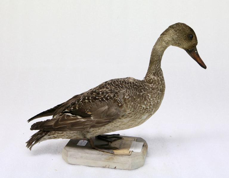 animal naturalisé : oiseau : Canard pilet