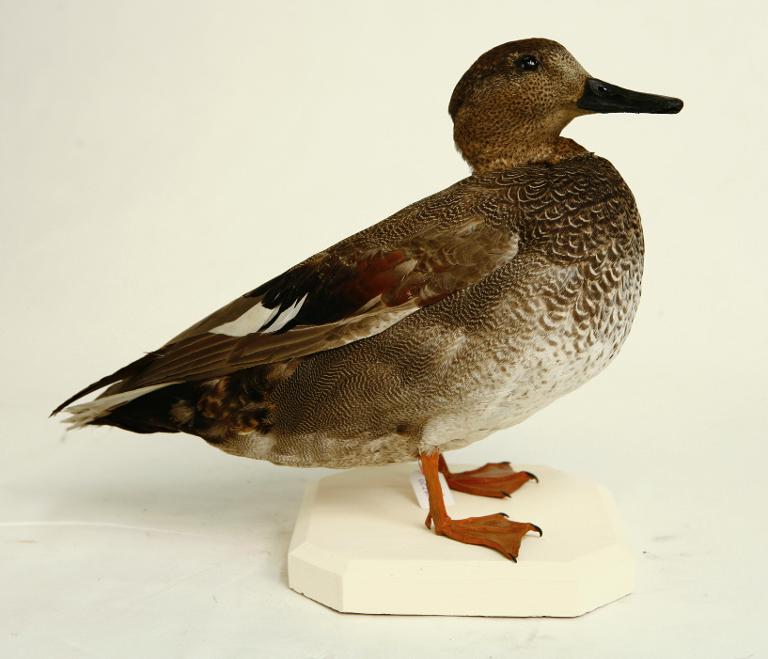 animal naturalisé : oiseau : Canard chipeau