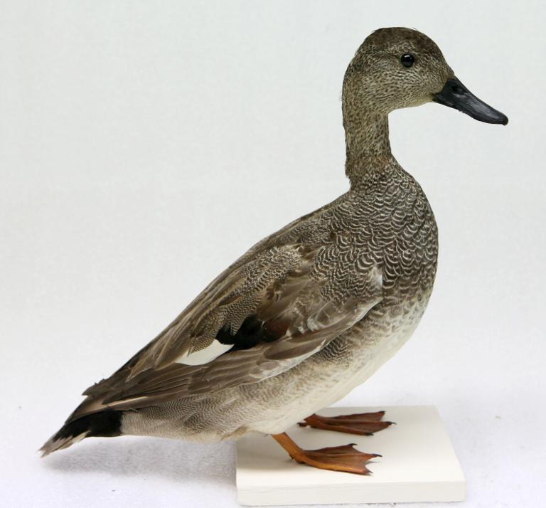 animal naturalisé : oiseau : Canard chipeau