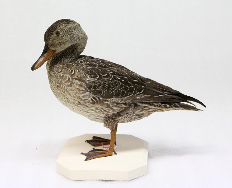 animal naturalisé : oiseau : Canard chipeau