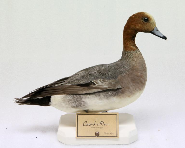 animal naturalisé : oiseau : Canard siffleur