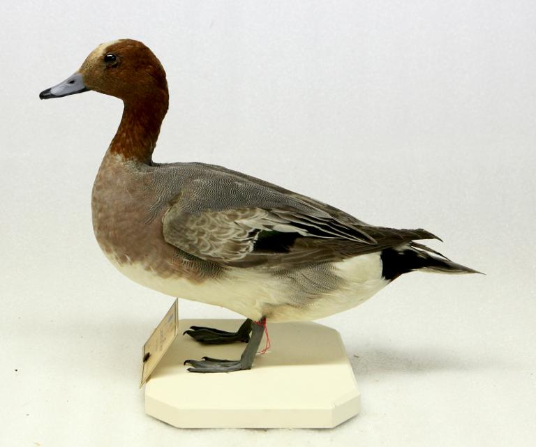 animal naturalisé : oiseau : Canard siffleur