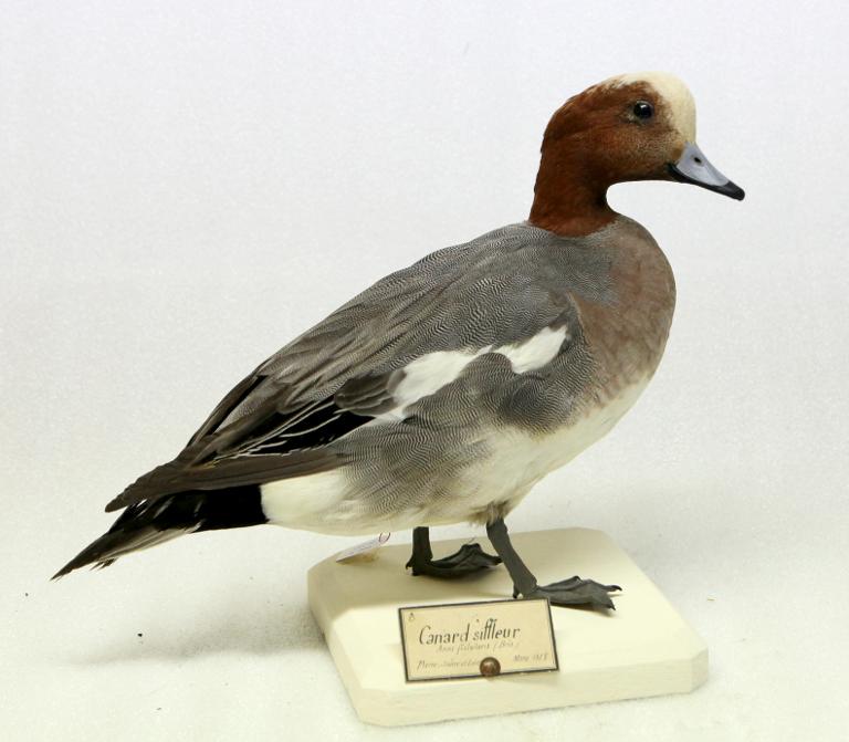 animal naturalisé : oiseau : Canard siffleur
