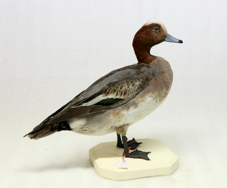 animal naturalisé : oiseau : Canard siffleur