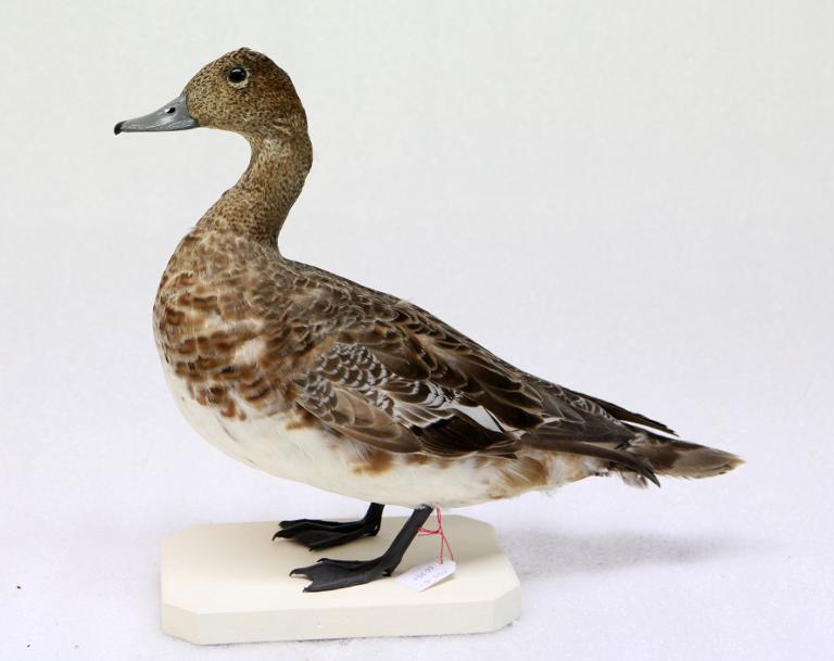 animal naturalisé : oiseau : Canard siffleur