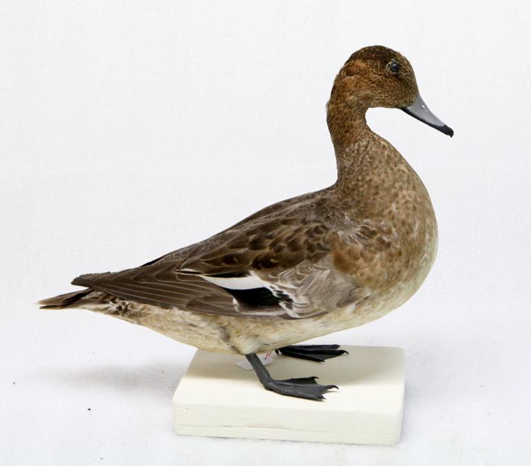 animal naturalisé : oiseau : Canard siffleur