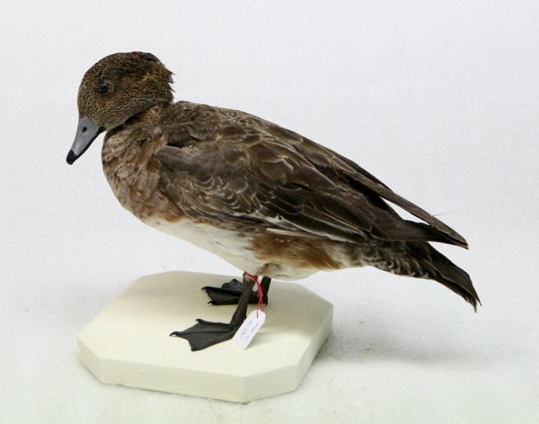 animal naturalisé : oiseau : Canard siffleur