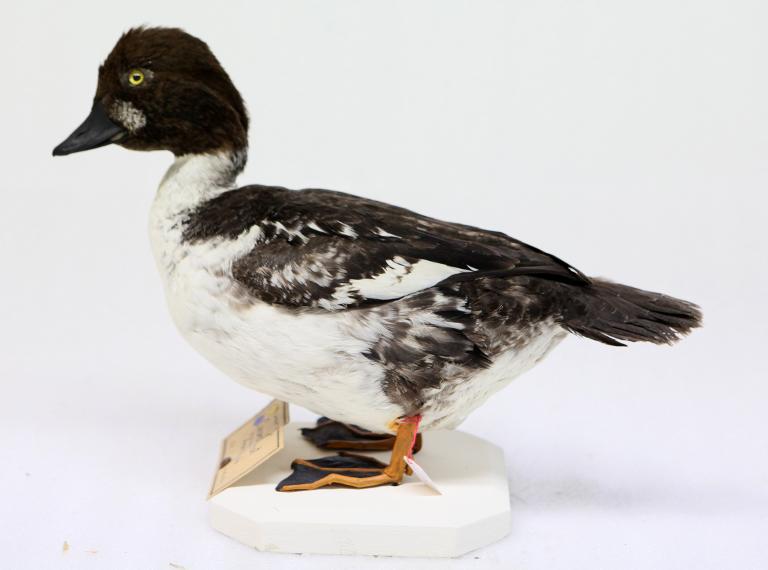 animal naturalisé : oiseau : Garrot à oeil d'or