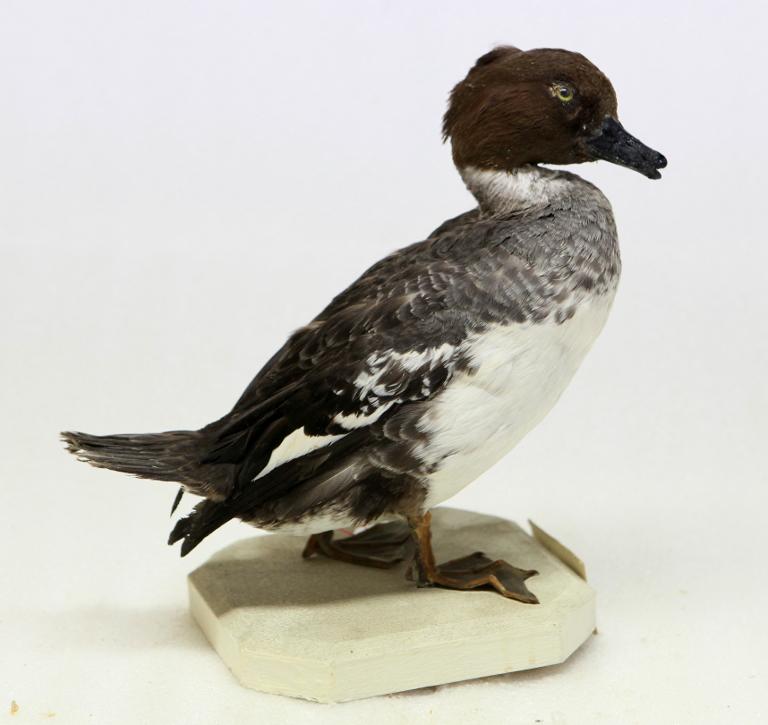 animal naturalisé : oiseau : Garrot à oeil d'or