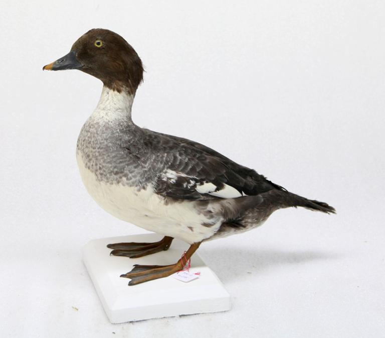 animal naturalisé : oiseau : Garrot à oeil d'or