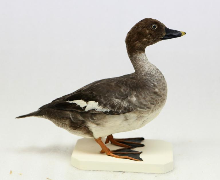 animal naturalisé : oiseau : Garrot à oeil d'or