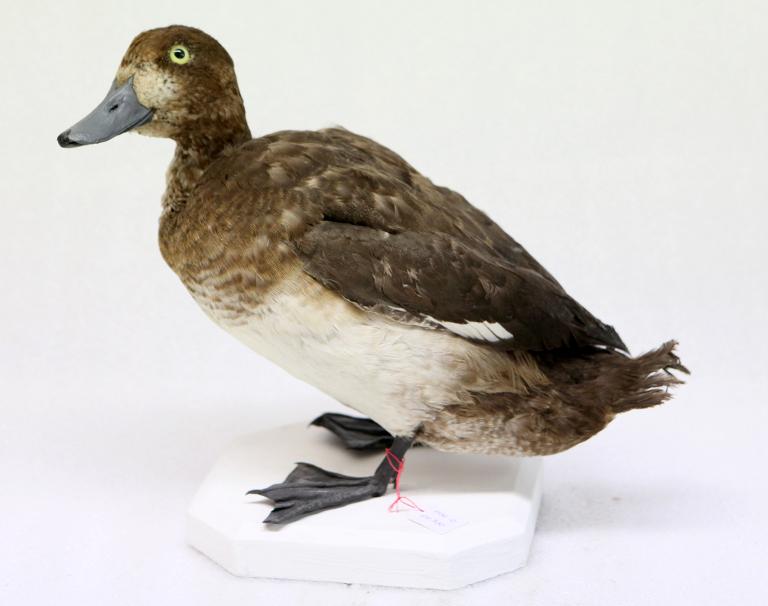 animal naturalisé : oiseau : Fuligule milouinan