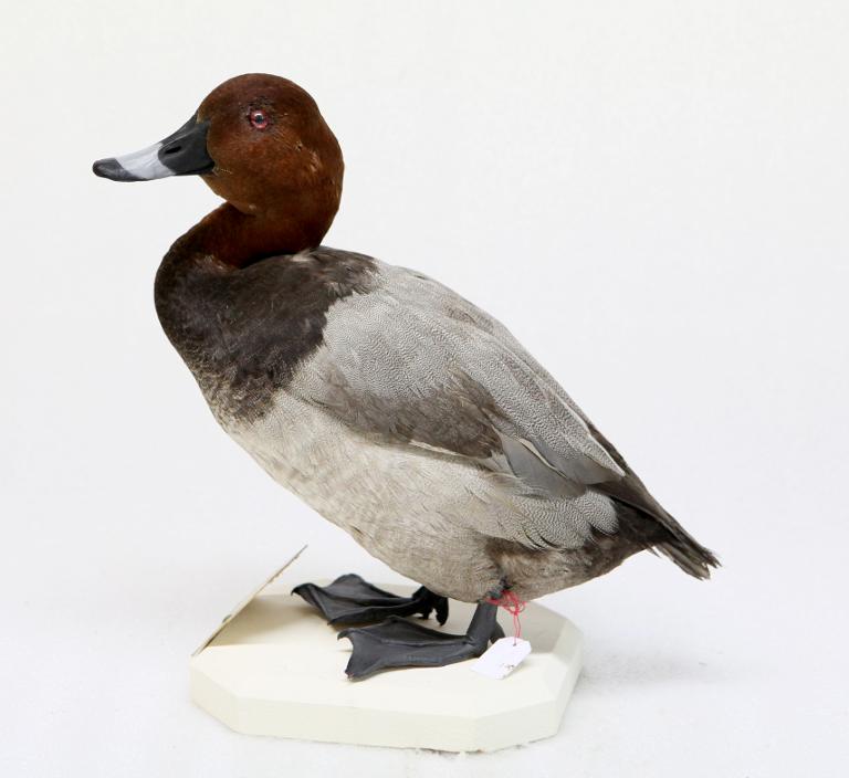 animal naturalisé : oiseau : Fuligule milouin