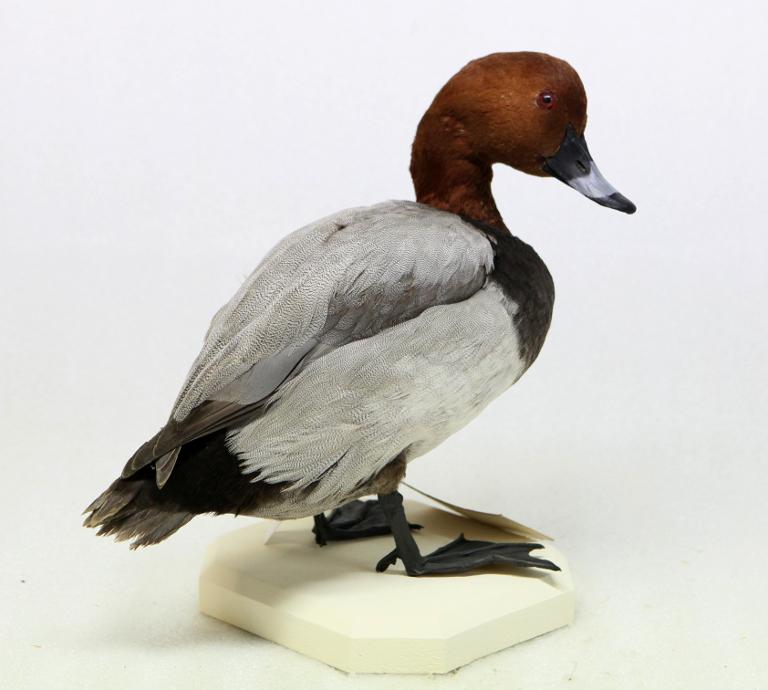 animal naturalisé : oiseau : Fuligule milouin