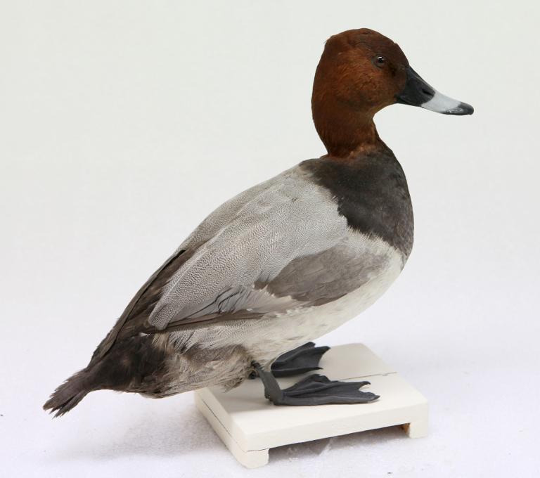 animal naturalisé : oiseau : Fuligule milouin