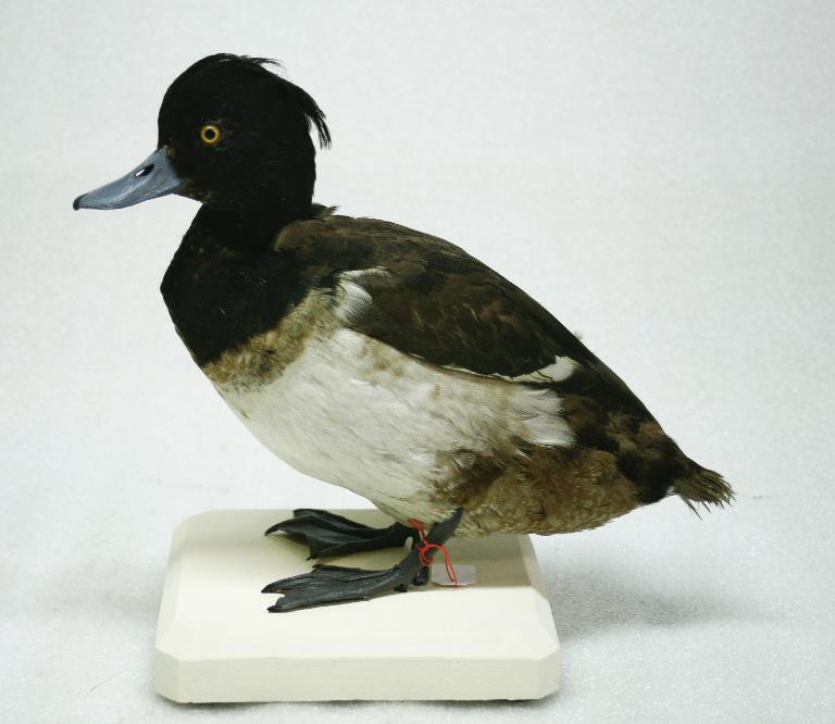 animal naturalisé : oiseau : Fuligule morillon