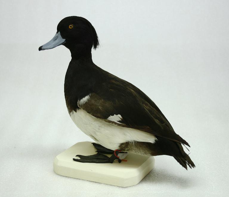 animal naturalisé : oiseau : Fuligule morillon