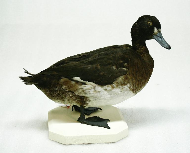 animal naturalisé : oiseau : Fuligule morillon