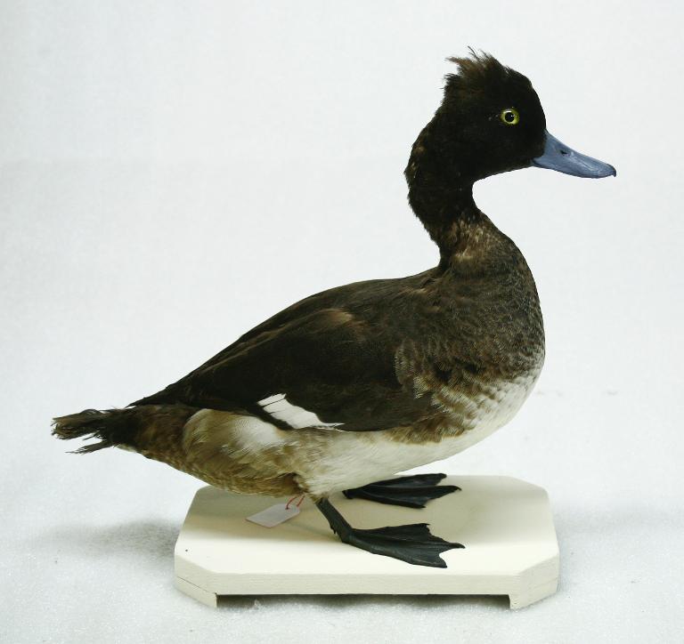 animal naturalisé : oiseau : Fuligule morillon