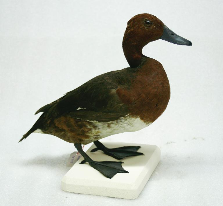 animal naturalisé : oiseau : Fuligule nyroca
