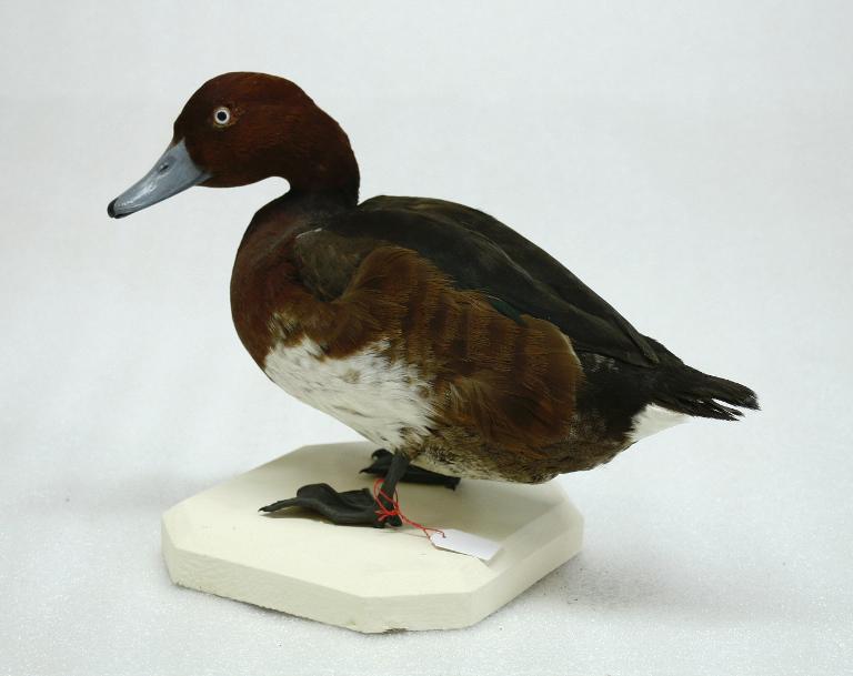 animal naturalisé : oiseau : Fuligule nyroca